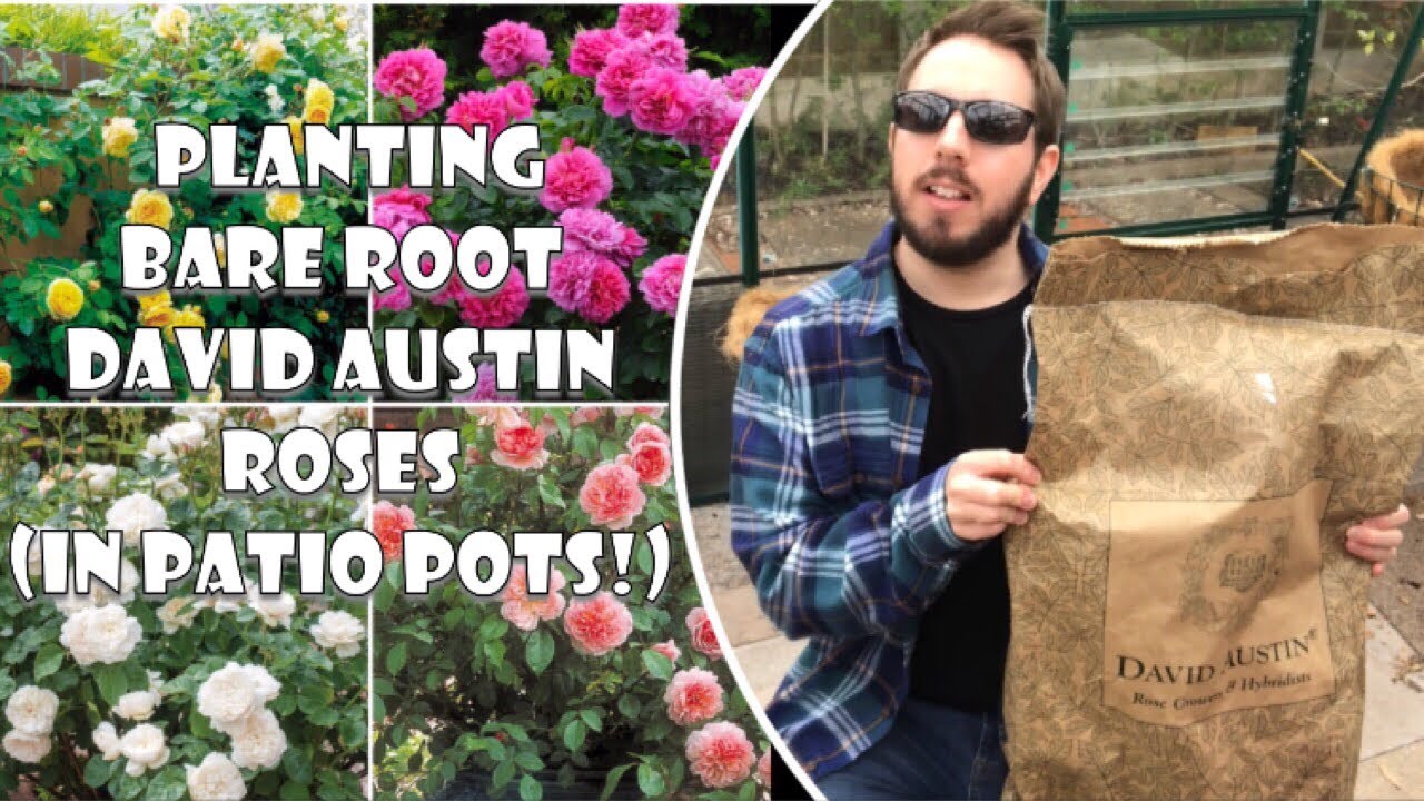 How To Plant BARE ROOT DAVID AUSTIN ROSES In PATIO POTS!