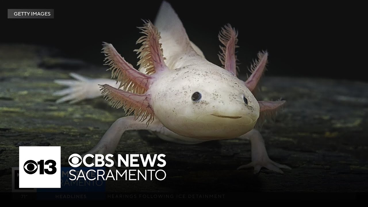 How do axolotls regrow limbs? | The Answer