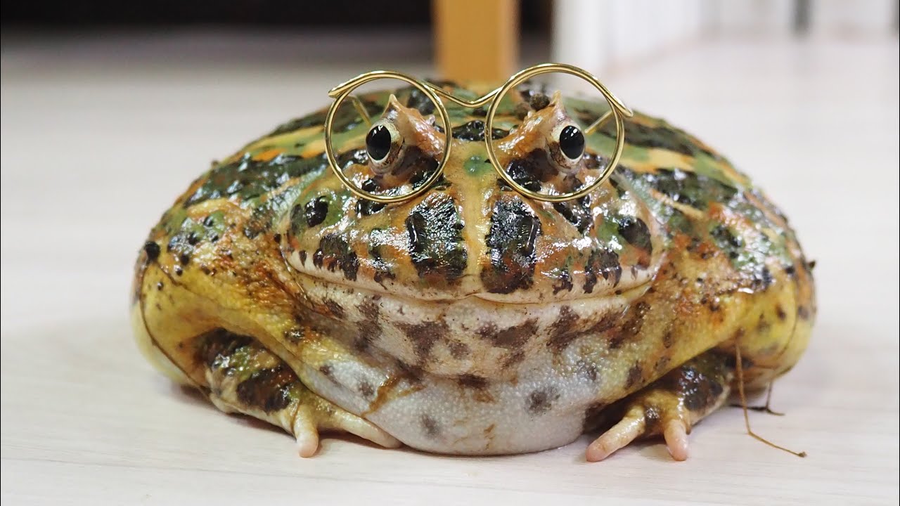 【総集編】カエルの面白い&可愛いシーン詰め合わせ       Cute Frog Video Compilation