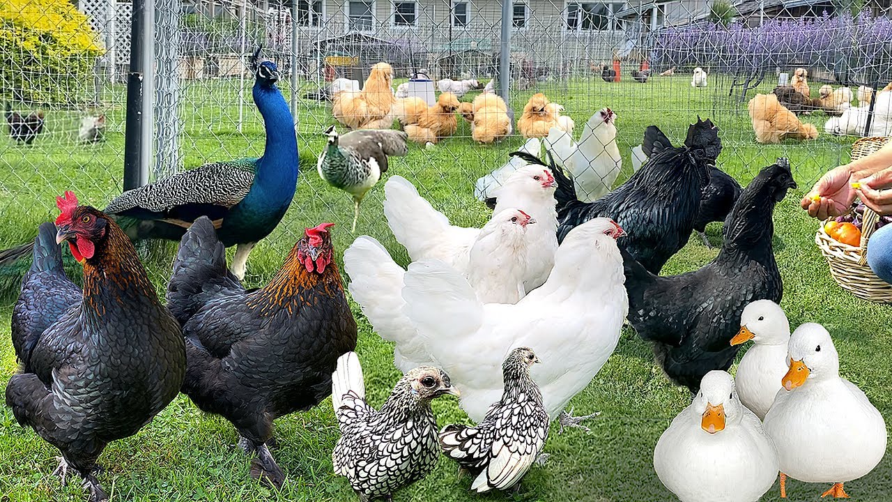 The Finest Organic Poultry Keeping: From Chicks to Happy Hens, DIY Duck Coop & Cozy Cooking
