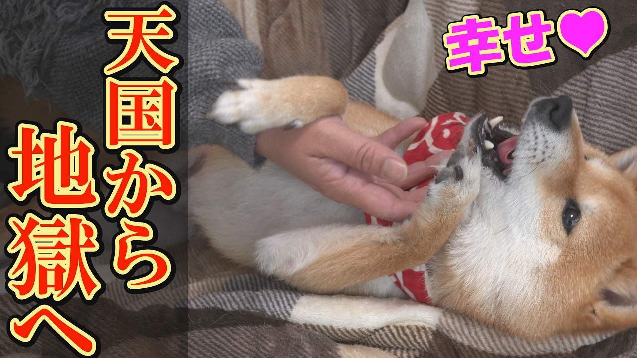 このあと嫉妬した柴犬が、至福の表情を浮かべる兄に突撃し、爆笑の渦が巻き起こりました。