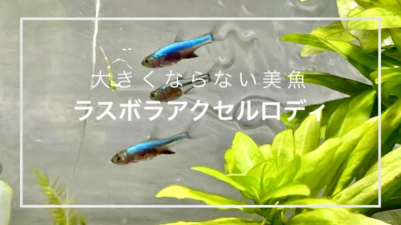 大きくならない美魚ラスボラ・アクセルロディブルー導入【水換え簡単！ドリンクサーバーろ過水槽#17】