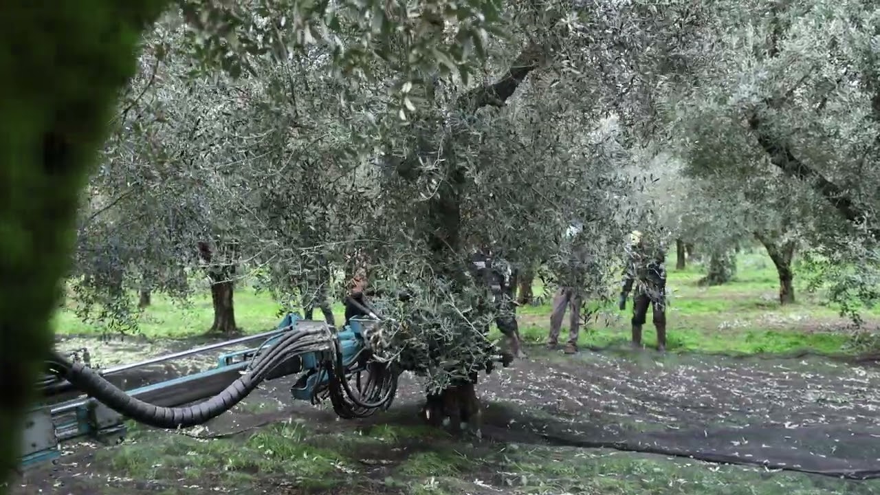 Raccolta olive - EVO Campania