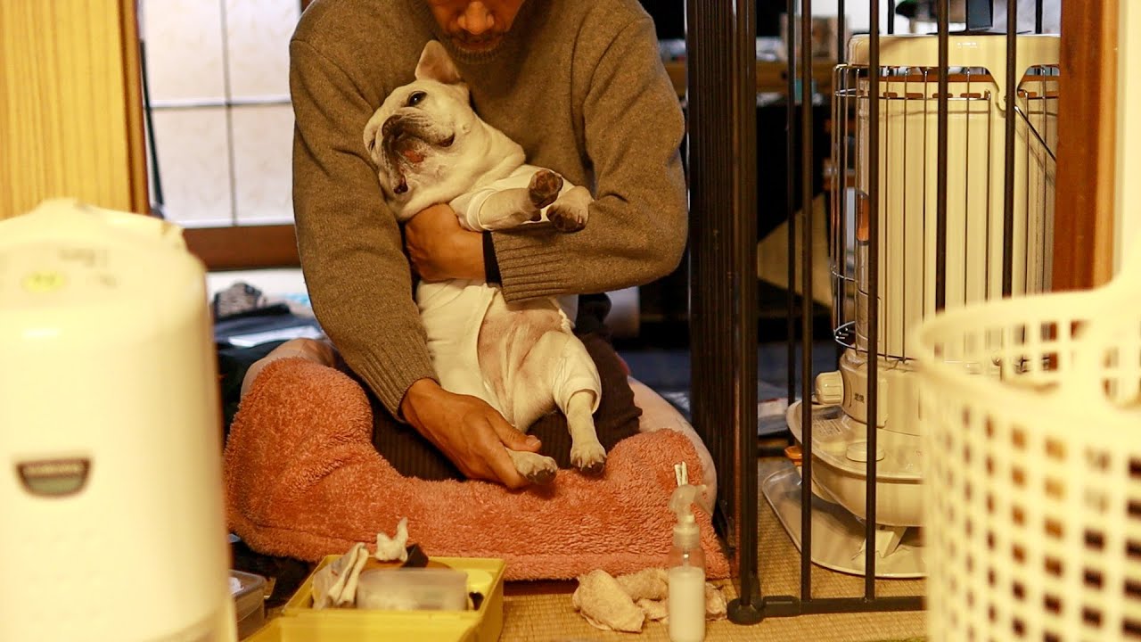 ［犬と暮らし］ビーツを使った手作り犬ごはん