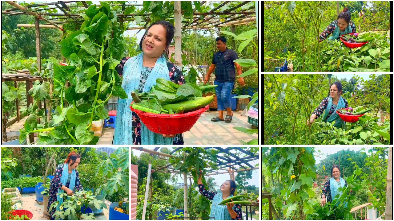 আলহামদুলিল্লা এতো টাটকা সবুজ শাক সবজি গ্রামের কৃষকের খেতেও হয়না/ছাদ বাগান /Mina Alom Mina vlog 2025