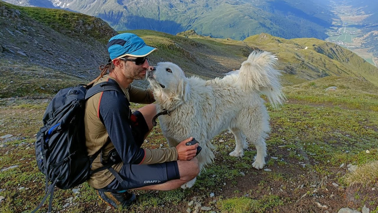 Le Patou (chien de protection des troupeaux) le plus gentil du monde se trouve vers le Furkapass