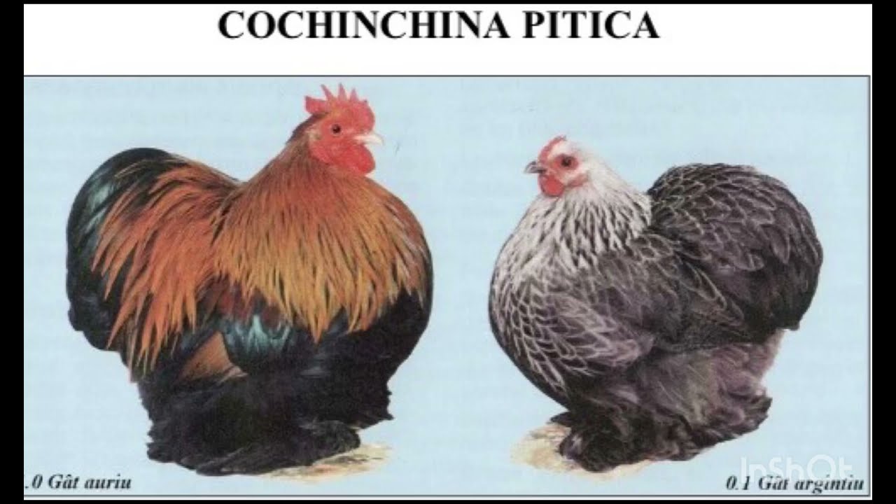 74 Rase de Gaini Wyandotte Brahma Australorp italiană Orpington Cochinchina Sussex