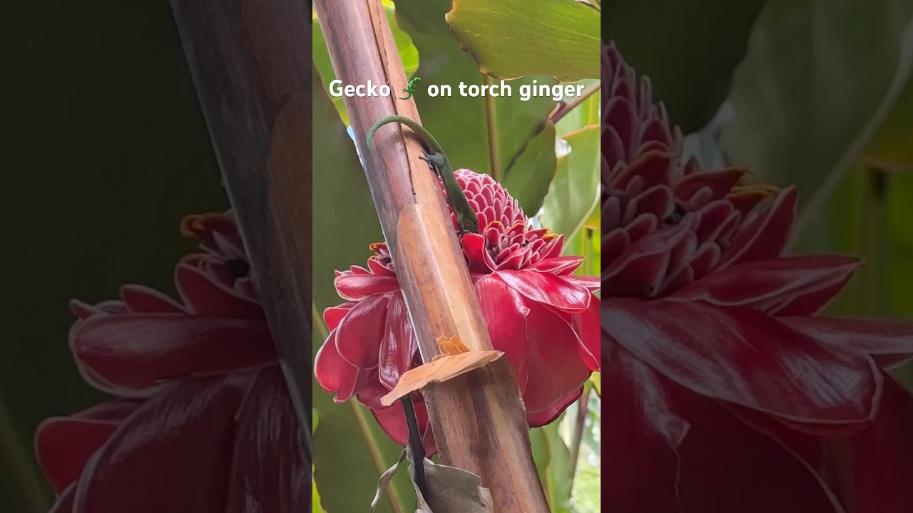 #hawaii #flowers #Torchginger #exoticFlower #flower #gecko #anole #nature #Akaka falls park
