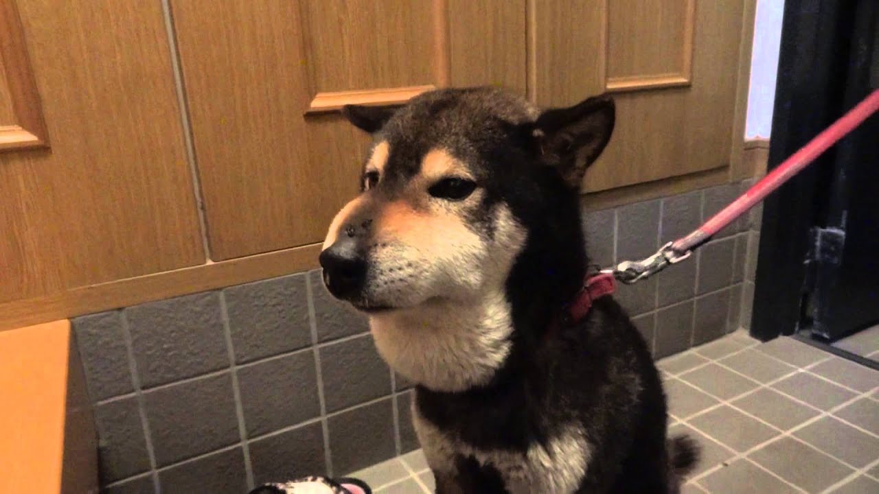 マムシに噛まれた柴犬ラッキー  ( The name of a dog bitten by a poisonous snake 