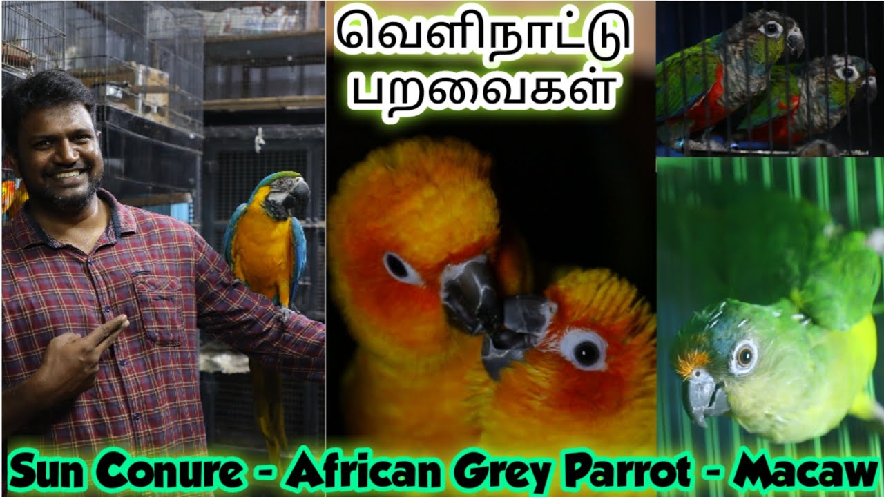 MG Birds Farm at Chennai | Birds at Wholesale Price | Sun Conure, Cockatiel, African Grey Parrot
