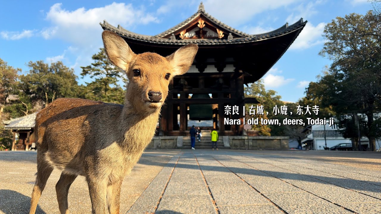 Nara | old town, deers, Todai-ji 奈良：古城，小鹿，东大寺