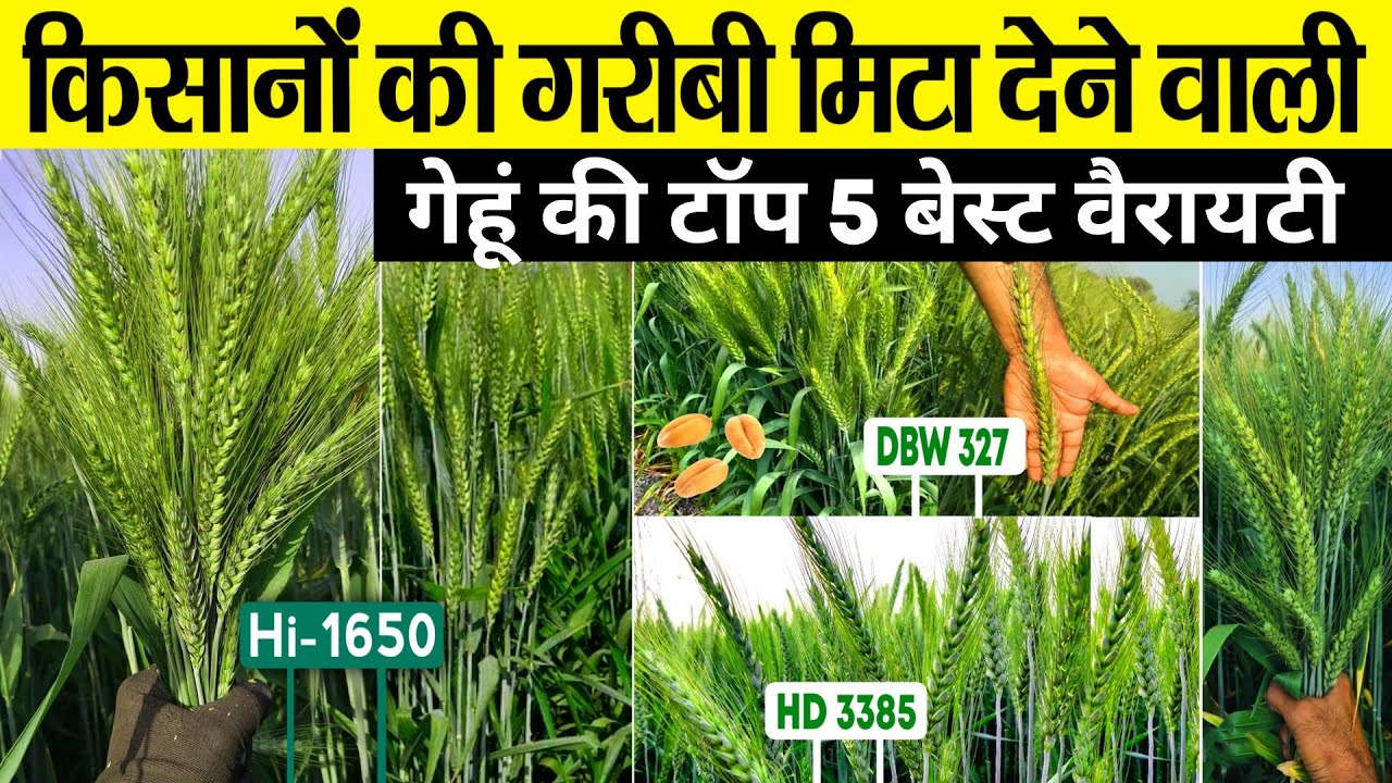 Gehu ki Top 5 variety | गेहूं की बेस्ट वैरायटी | Gehu ki best variety🌾Hd 3385, hi 1650, DBW 327🌾8759