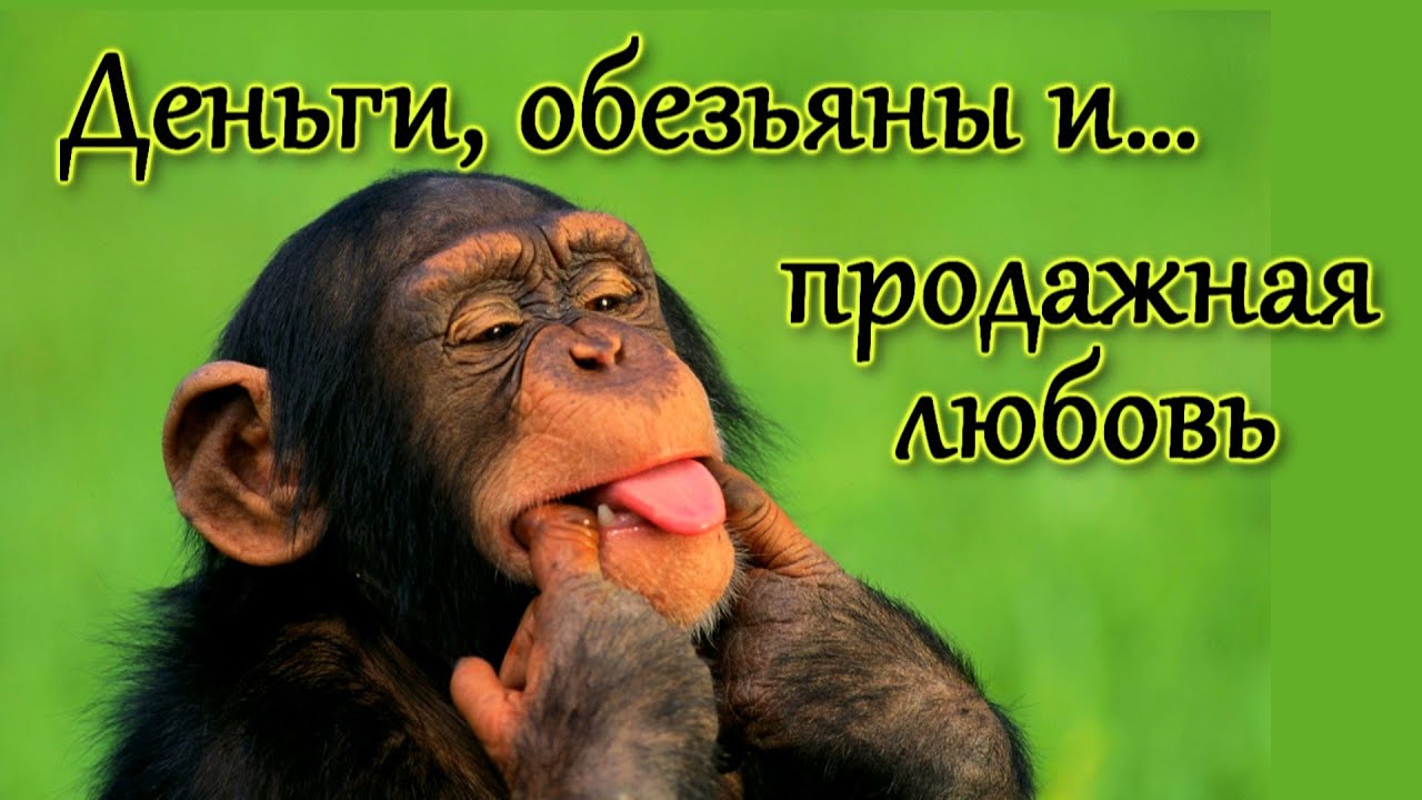 Деньги, обезьяны и&hellip; продажная любовь. Интересный эксперимент на капуцинах