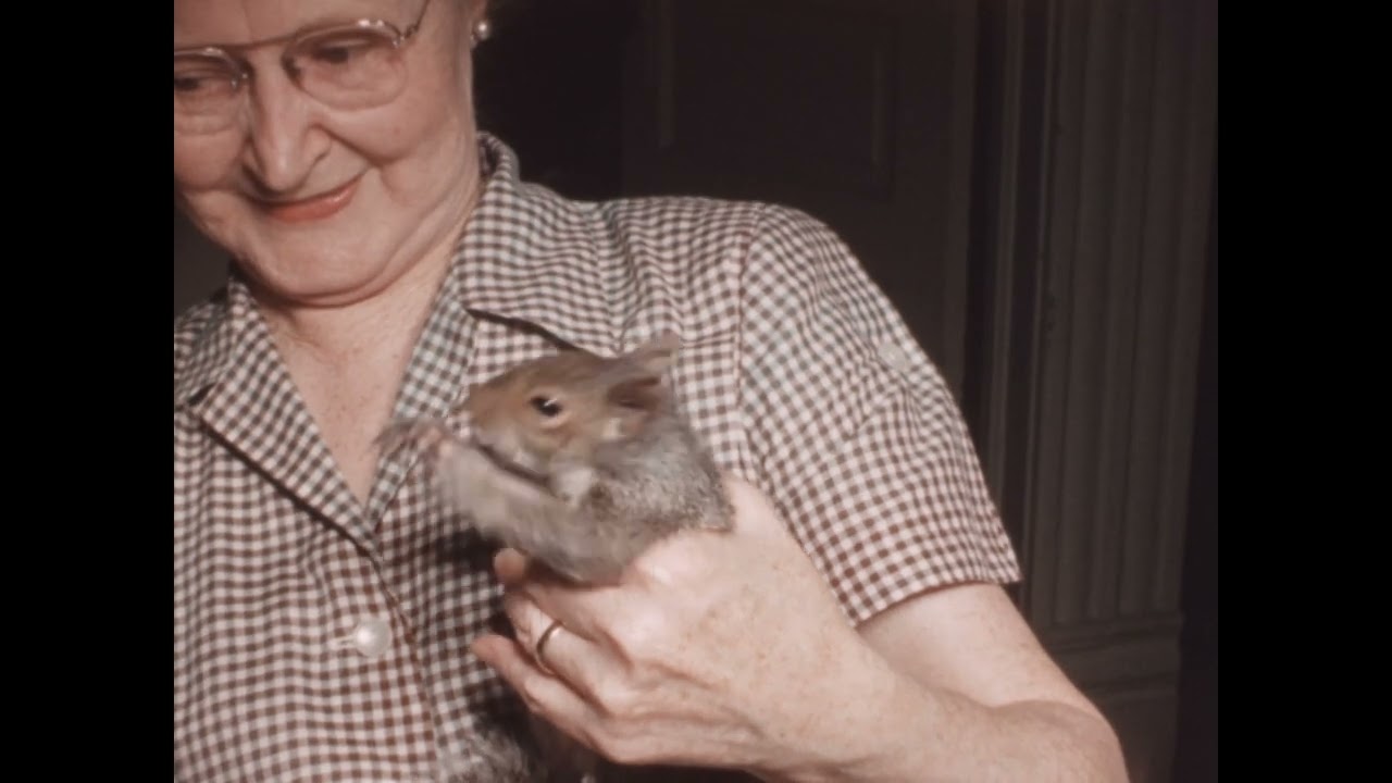 This is Your World: Mammals of Chicagoland.