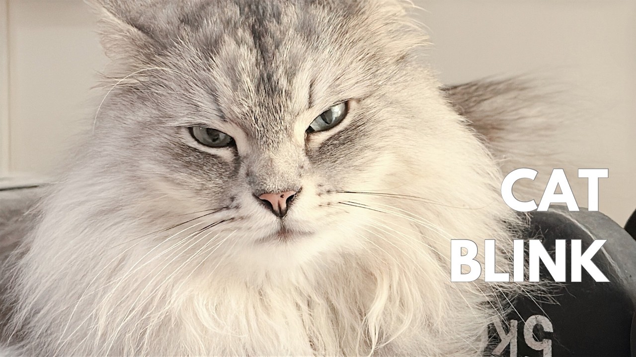 My cats gentle blinks