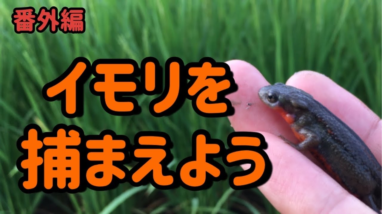 【必見】アカハライモリの