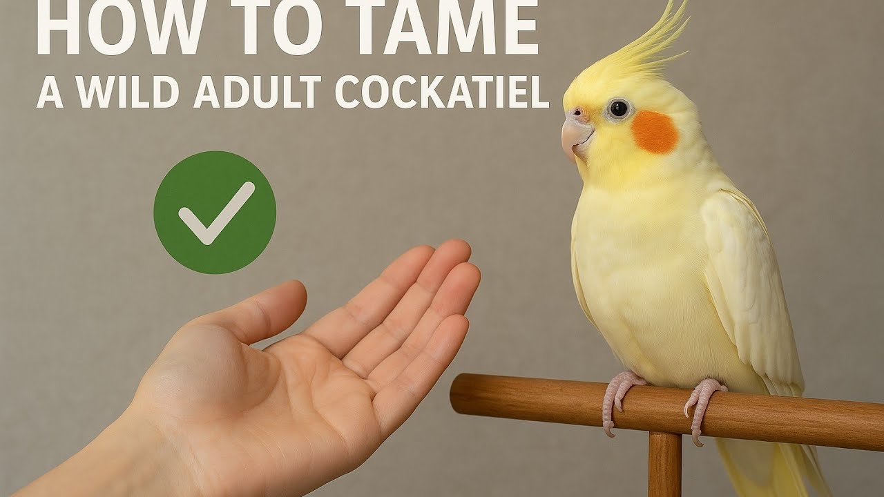 How to Tame (I tamed )a Wild Lutino Cockatiel 🕊/ guide for beginner #LutinoCockatiel #TamedCockatiel