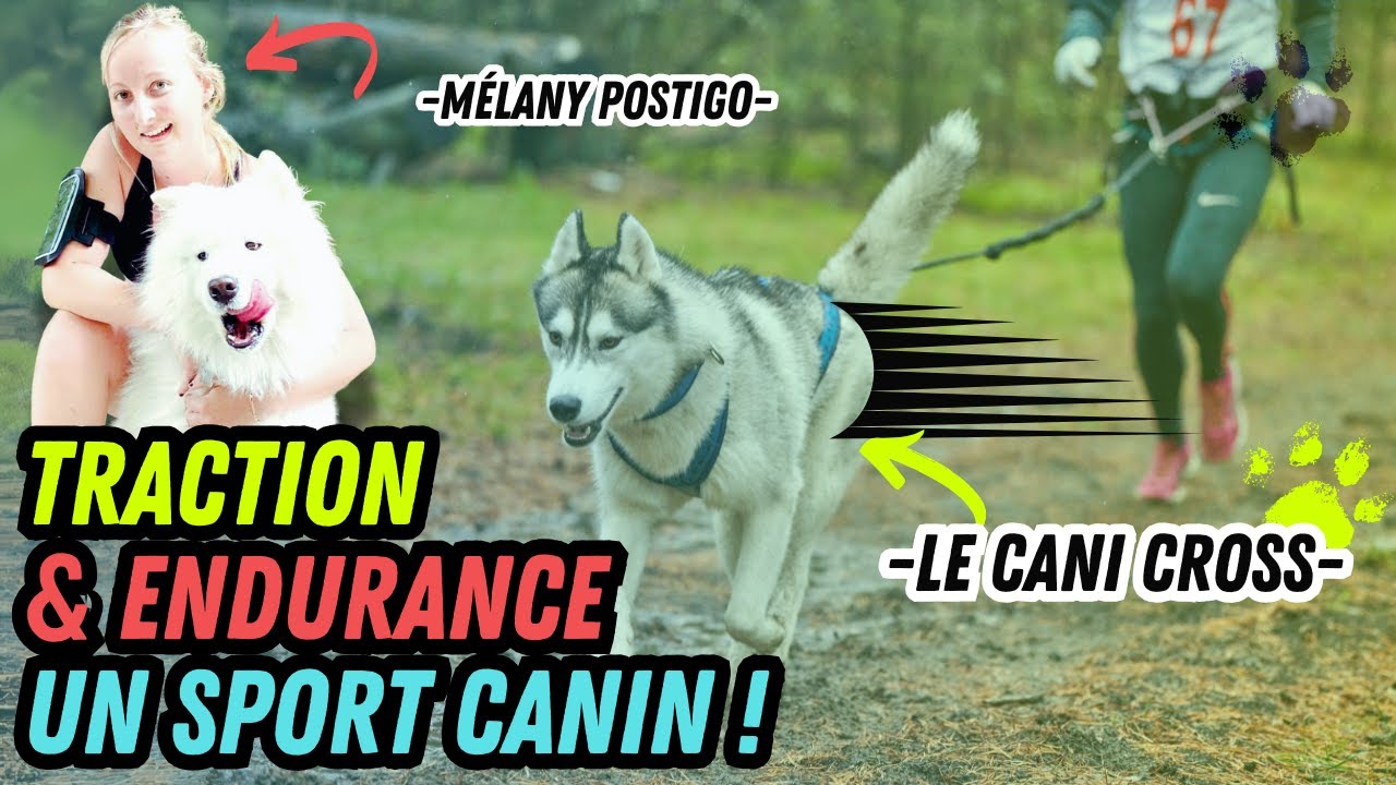 Découvrez le CANICROSS - Un sport canin avec Votre Chien !