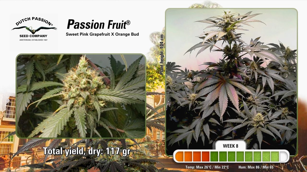 Passion Fruit - Timelapse of Growing Cannabis