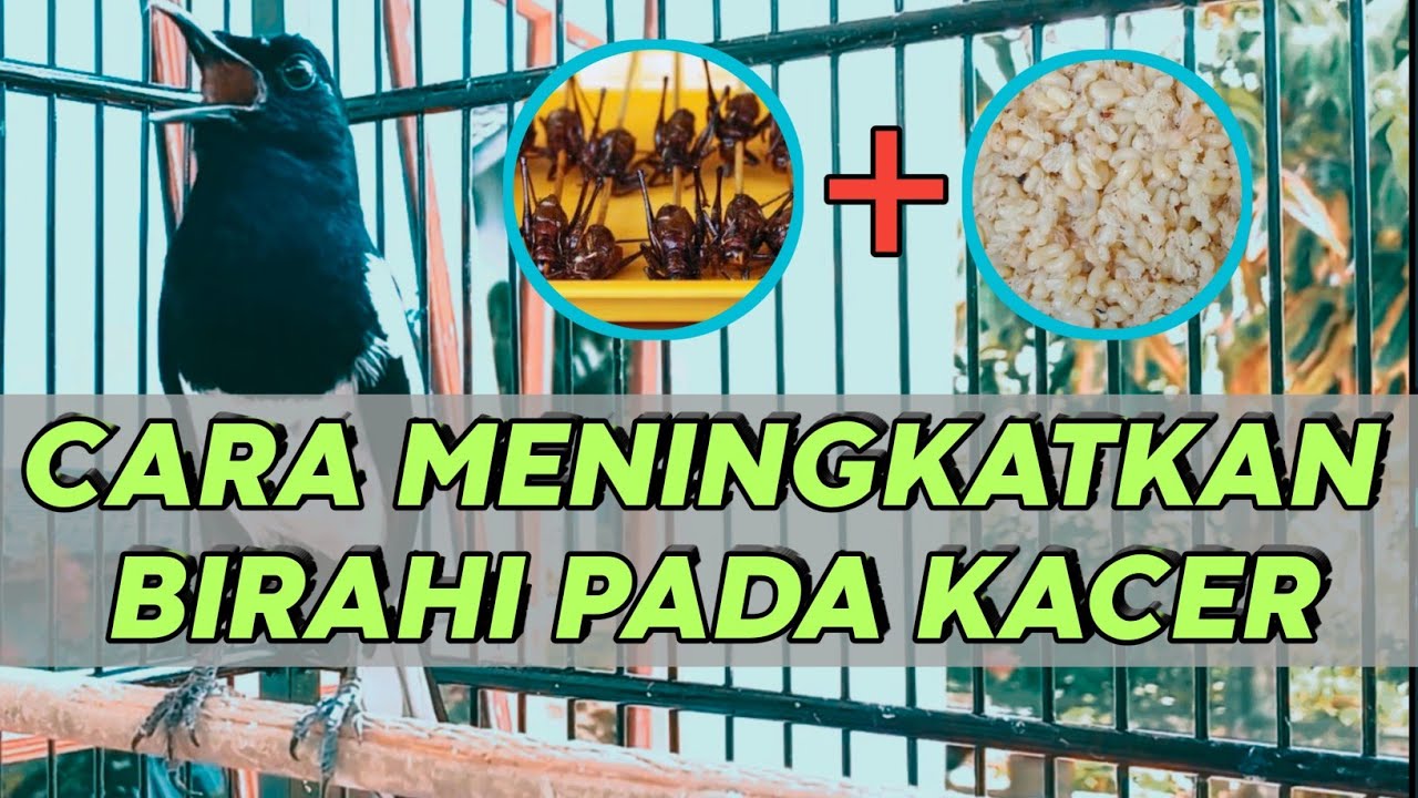 ⛔CARA MENAIKAN BIRAHI KACER.CARA JEBOL BIRAHI KACER.CARA MERAWAT KACER