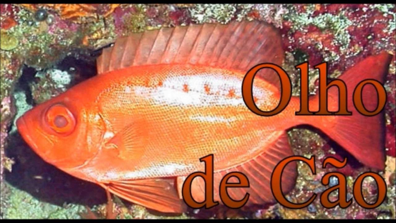 #1 Olho de C&atilde;o - COMO LIMPAR PEIXE COM O MESTRE !
