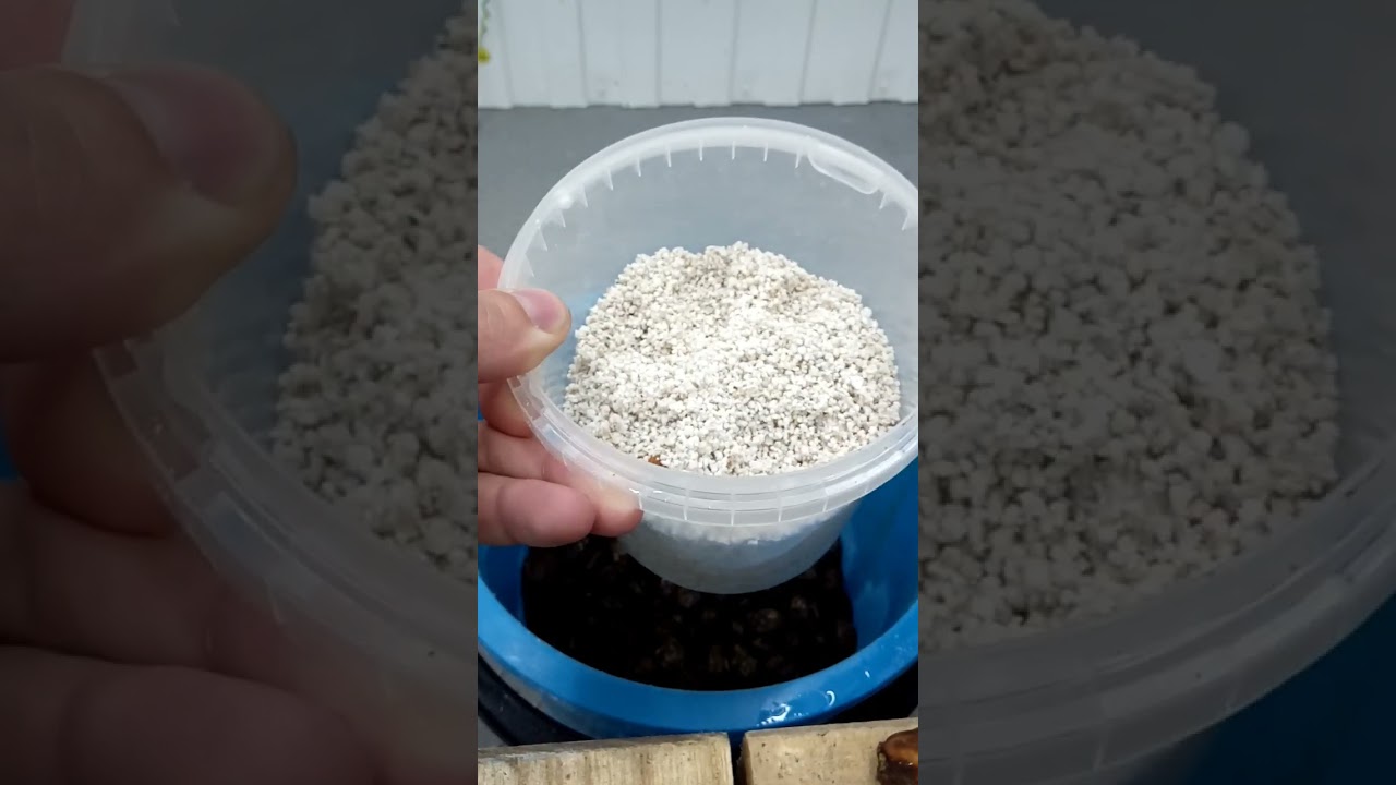 Стратифікація кісточки персика,природнім шляхом,у відкритому грунті,подальша  підготовка до висадки