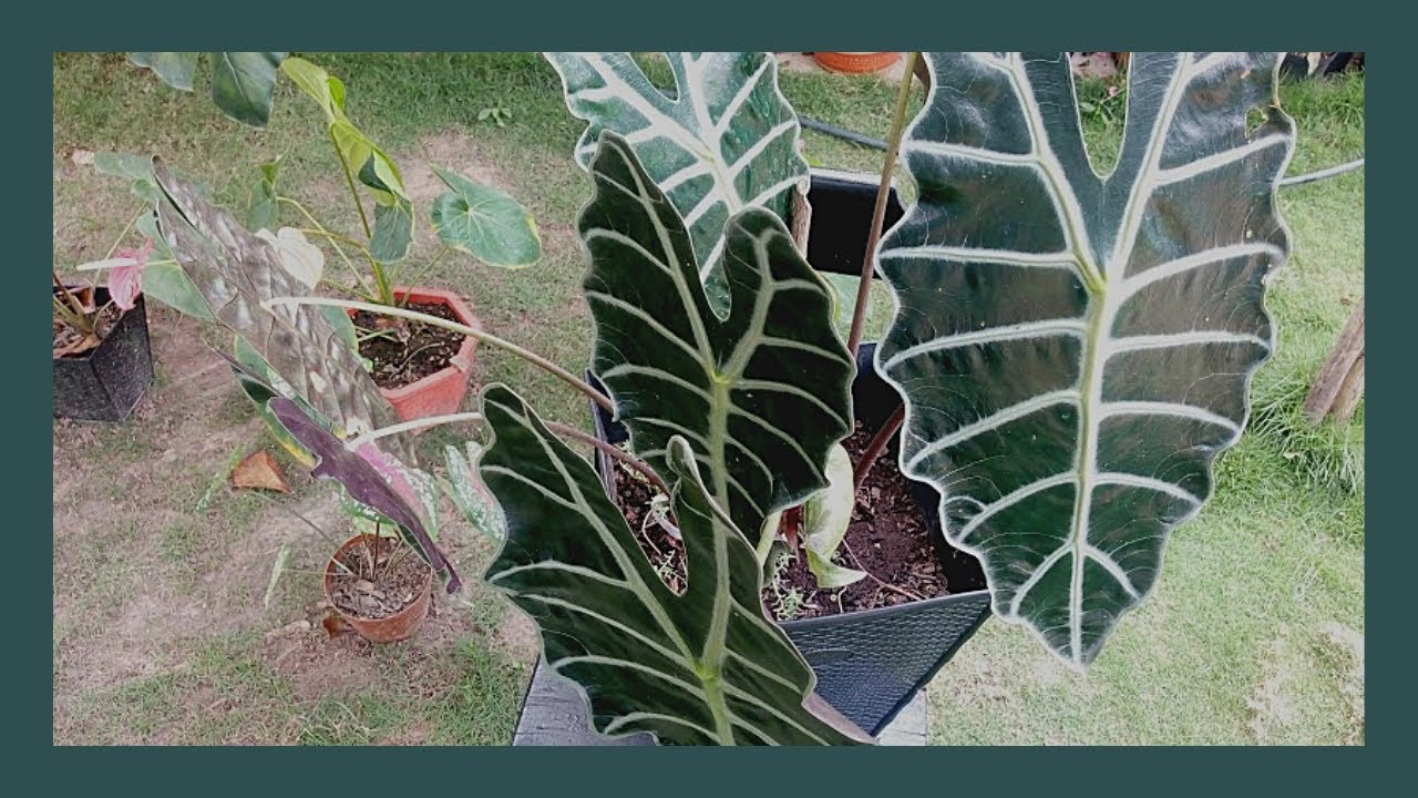 Alocasia amazonica Consejos y cuidados basicos