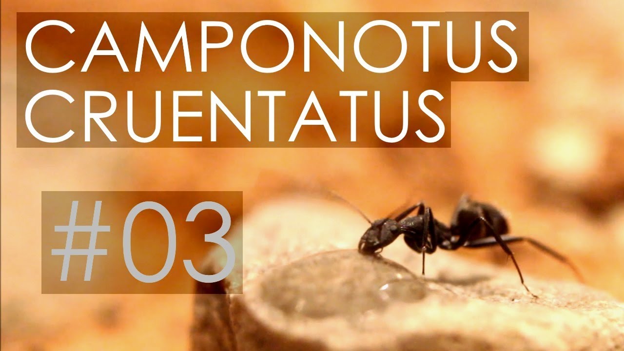 Camponotus cruentatus - 03 - There is a Problem
