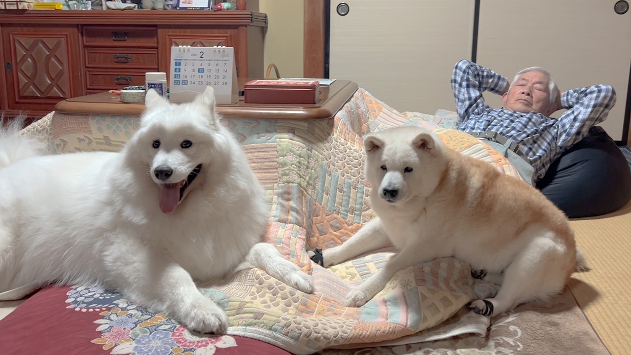 大好きな母がいない夜、寂しがる柴犬に寄り添って慰めてくれる優しいサモエド