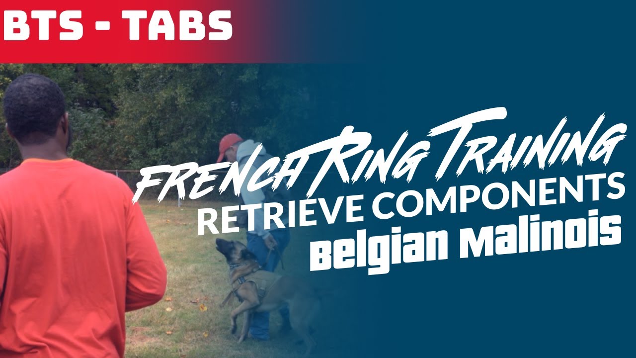 Behind The Stick - BTS Tabs - Building A Retrieve Through Components - Malinois Training