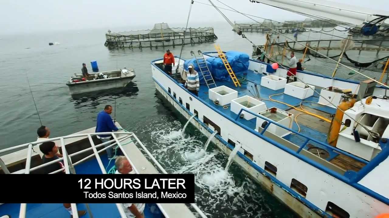 Aquaculture - the Pacifico Partnership - Baja, Mexico
