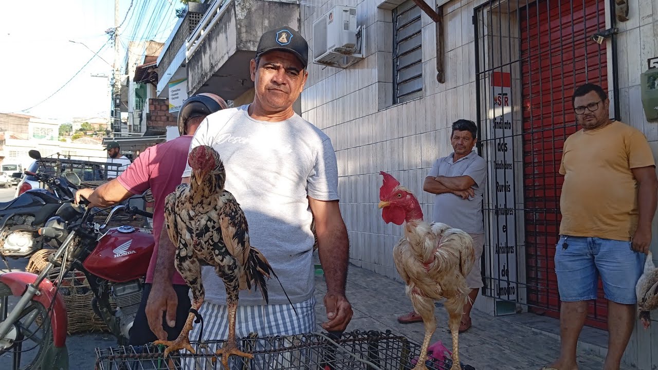 NA FEIRA DAS GALINHAS CAIPIRA LIMOEIRO PERNAMBUCO # VOCÊ GOSTOU DO PREÇO # (11 DE MARÇO 2026)
