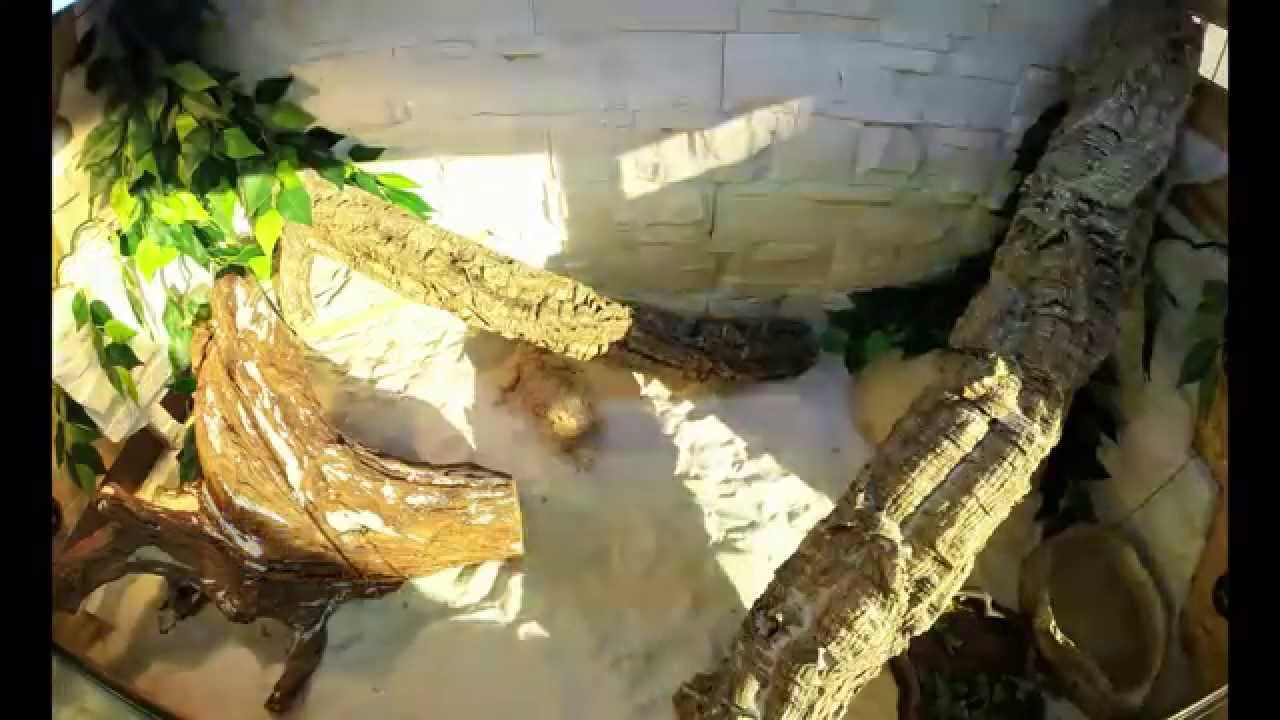 Timelapse I Pogona Vitticeps