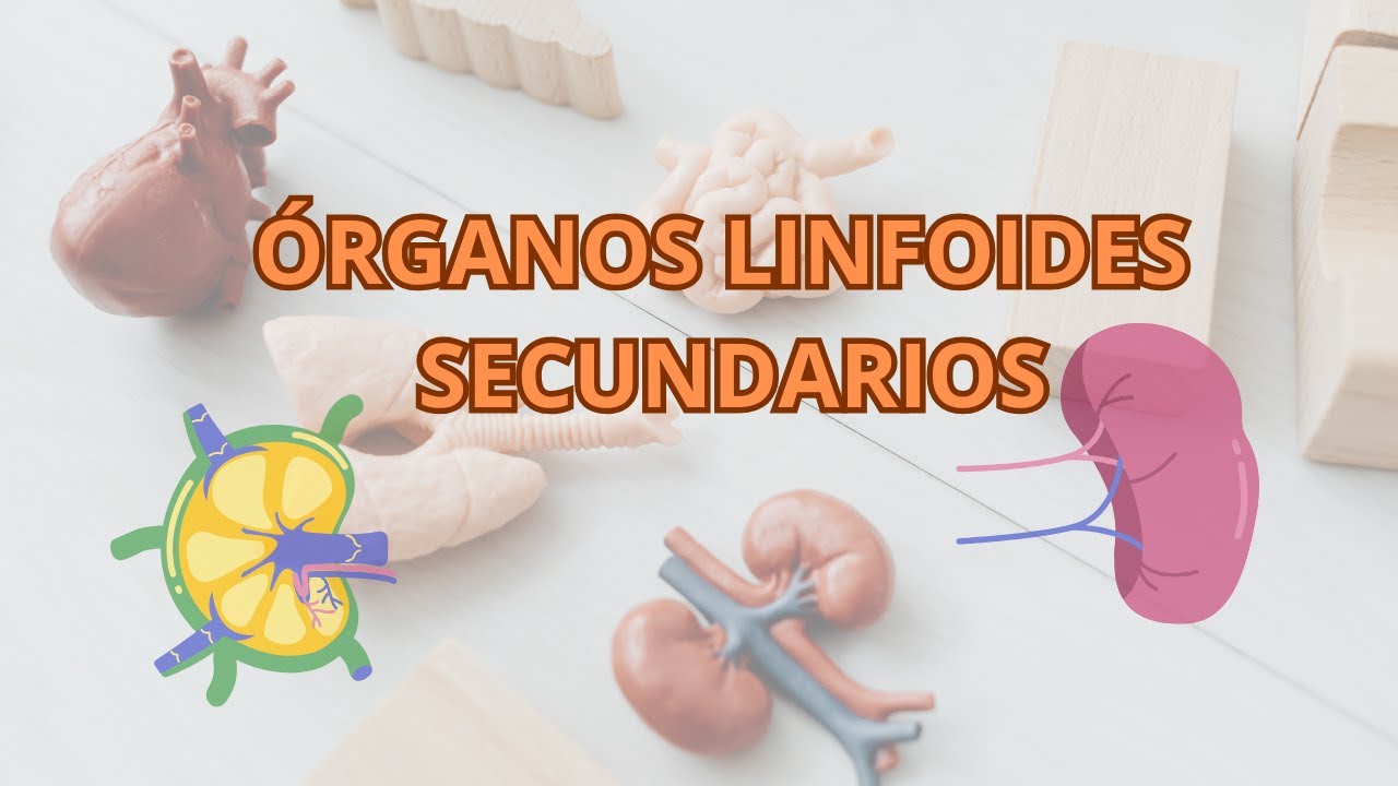 🔬🧠ÓRGANOS LINFOIDES SECUNDARIOS: Claves para la Respuesta Inmune Adaptativa 🩸
