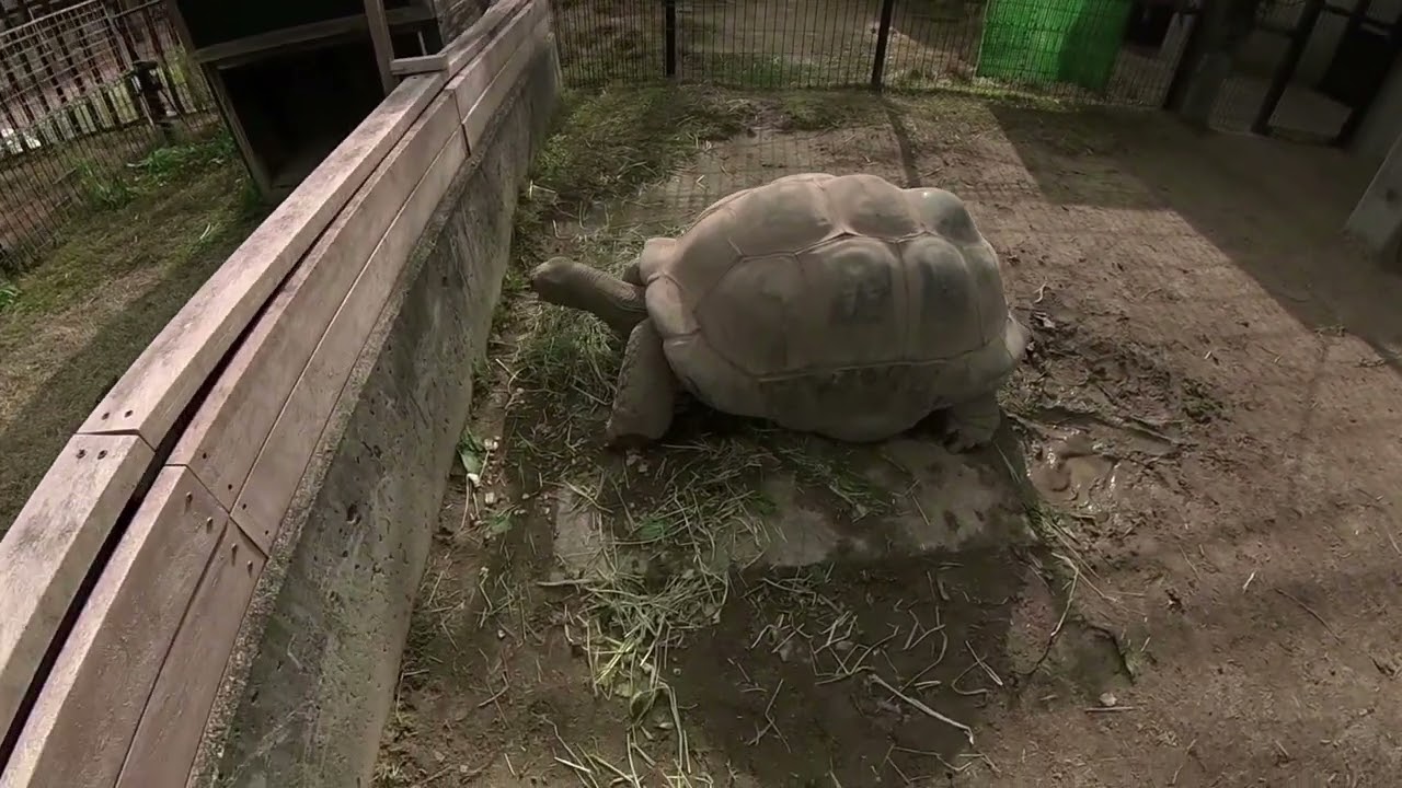 Japan Trip | KUJUKUSHIMA ZOO & BOTANICAL GARDEN MORI KIRARA | Sasebo, Nagasaki