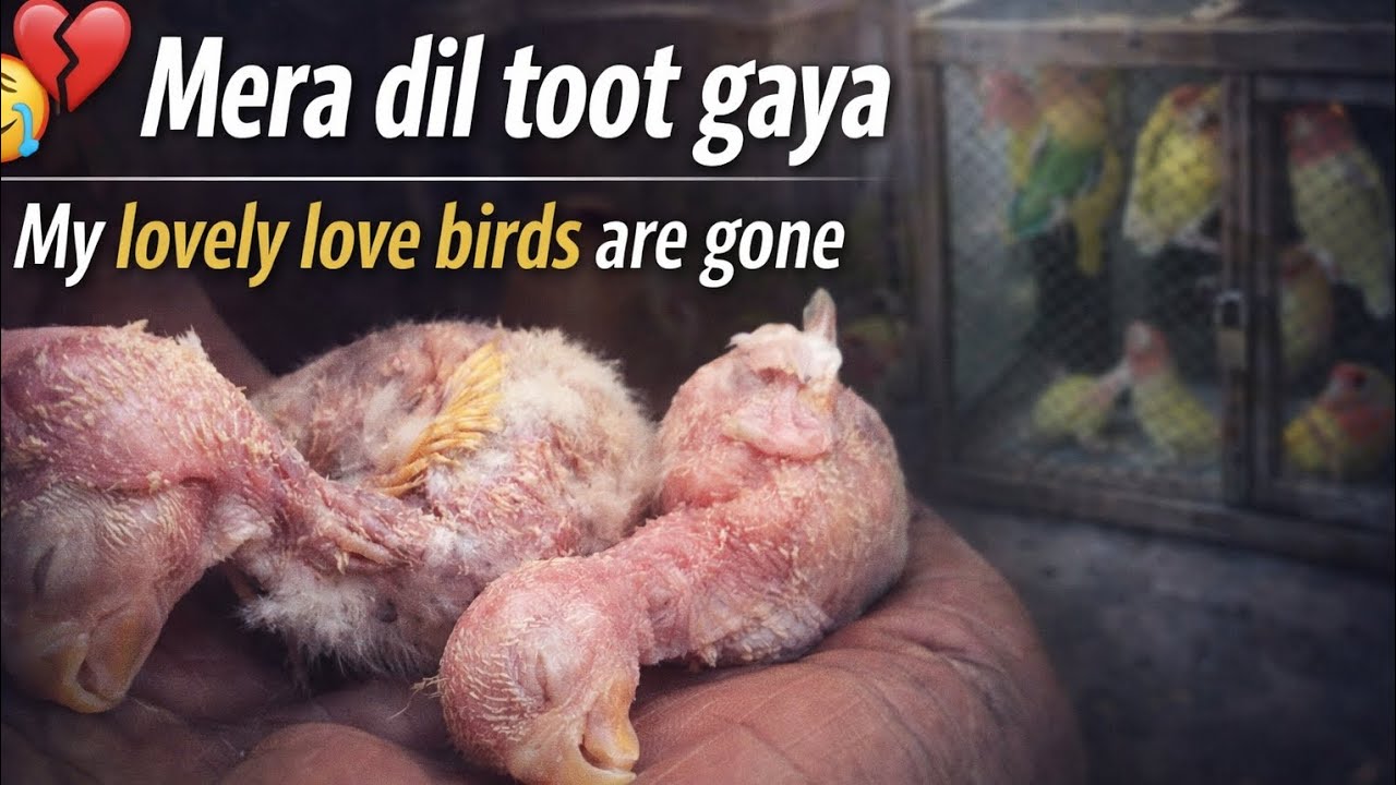 💔 Mera Dil Toot Gaya | My Lovely Love Birds Are Gone 😢