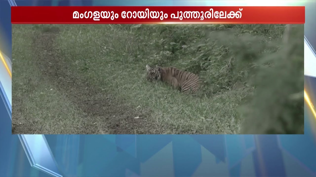 അത്ഭുതപ്പെടുത്തും ഈ ആത്മബന്ധം; മംഗളയെ പിരിയാൻ കഴിയാതെ റോയ്