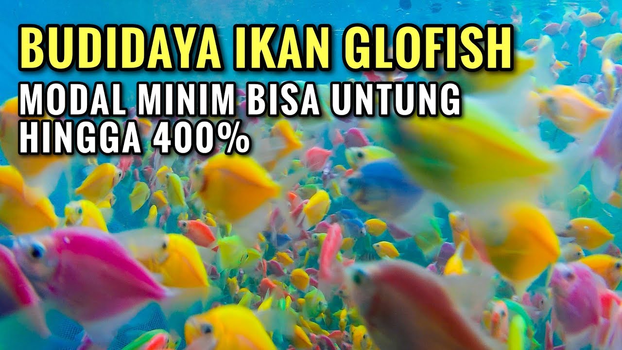 Budidaya Glofish, Cara Merawat, Modal Sampai Hasil Cuan Bareng CV Molly Jaya Indonesia