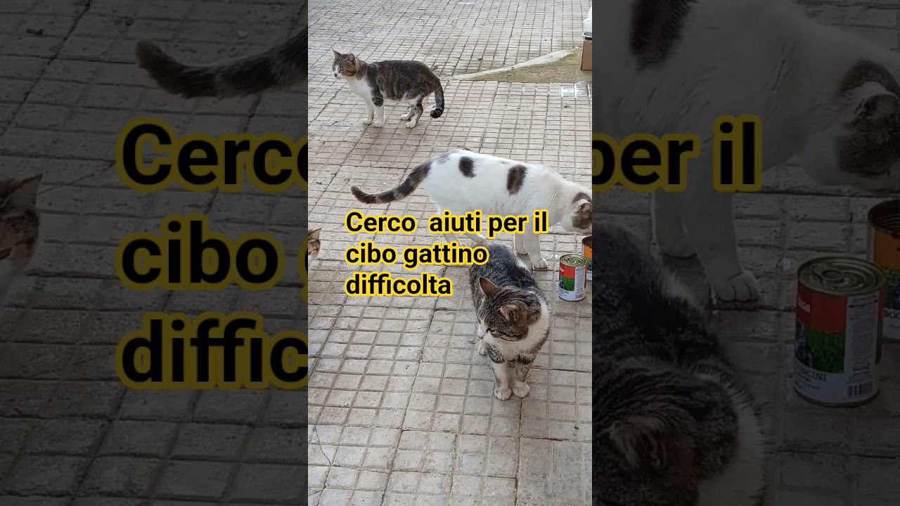 cerco aiuto cibo gatti perch&eacute; o 6 piccoli  che cercano casa pi&ugrave; una 20 grandi e medi..cerco aiuto.