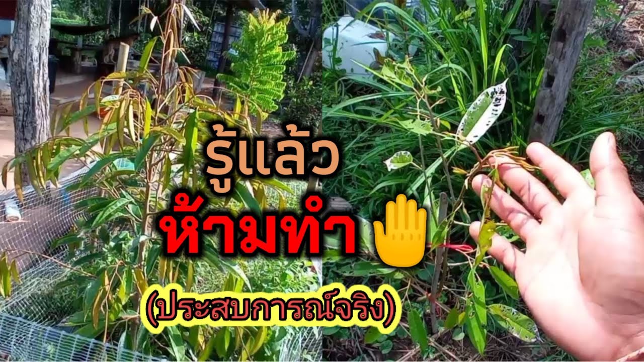 จุดตายปลูกทุเรียน ที่ไม่ควรทำ  (ประสบการณ์จริง)