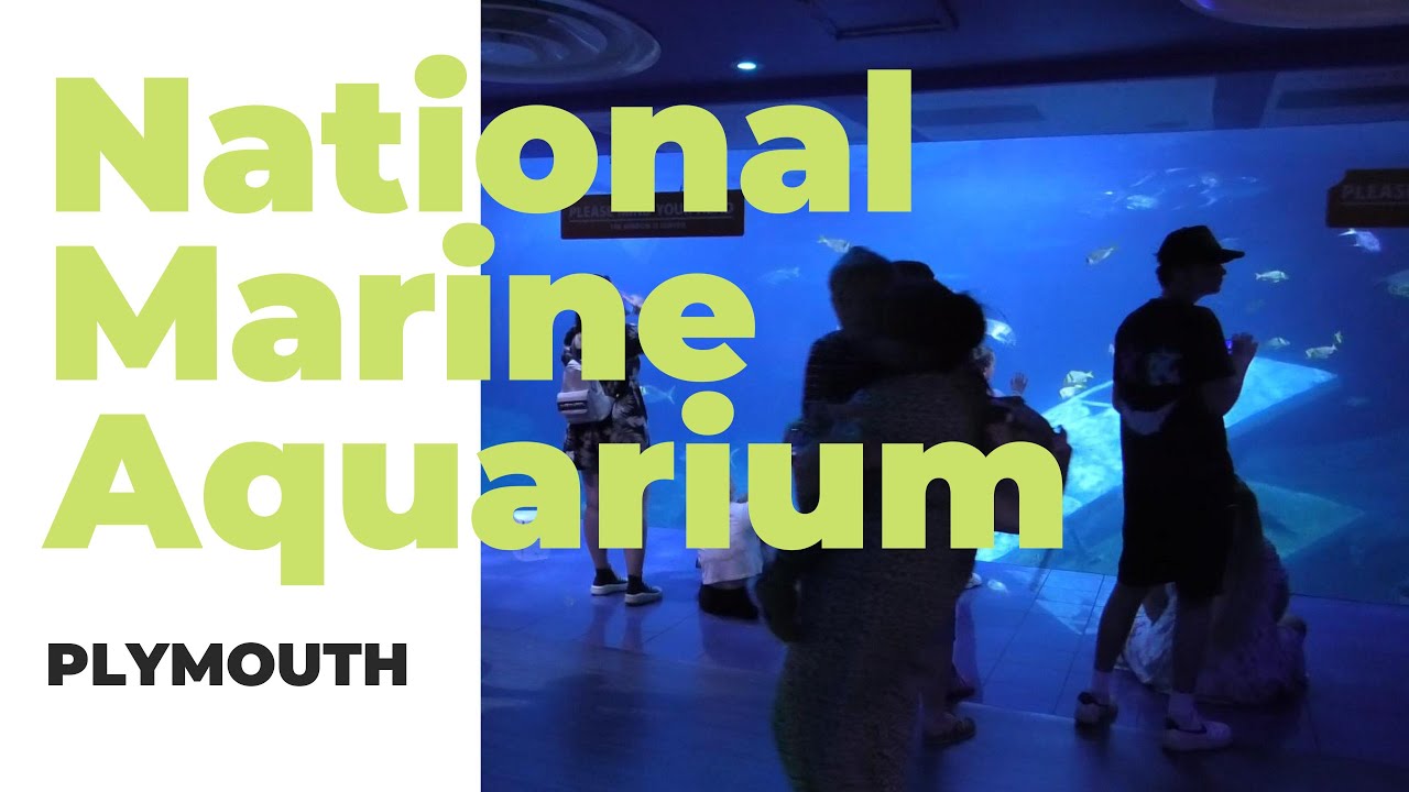 National Marine Aquarium | Relaxing 4K Aquarium Walkthrough with Calming Music