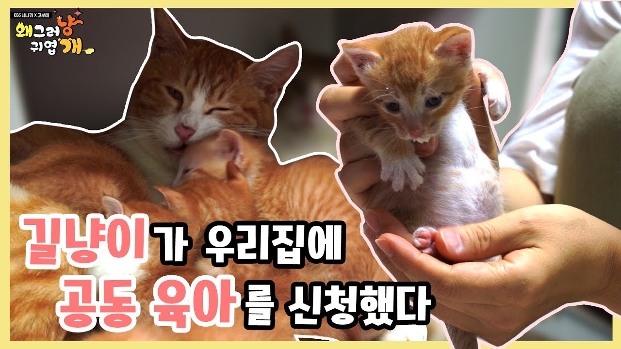 어쩌다 집사가 되어버린 보호자의 육묘생활