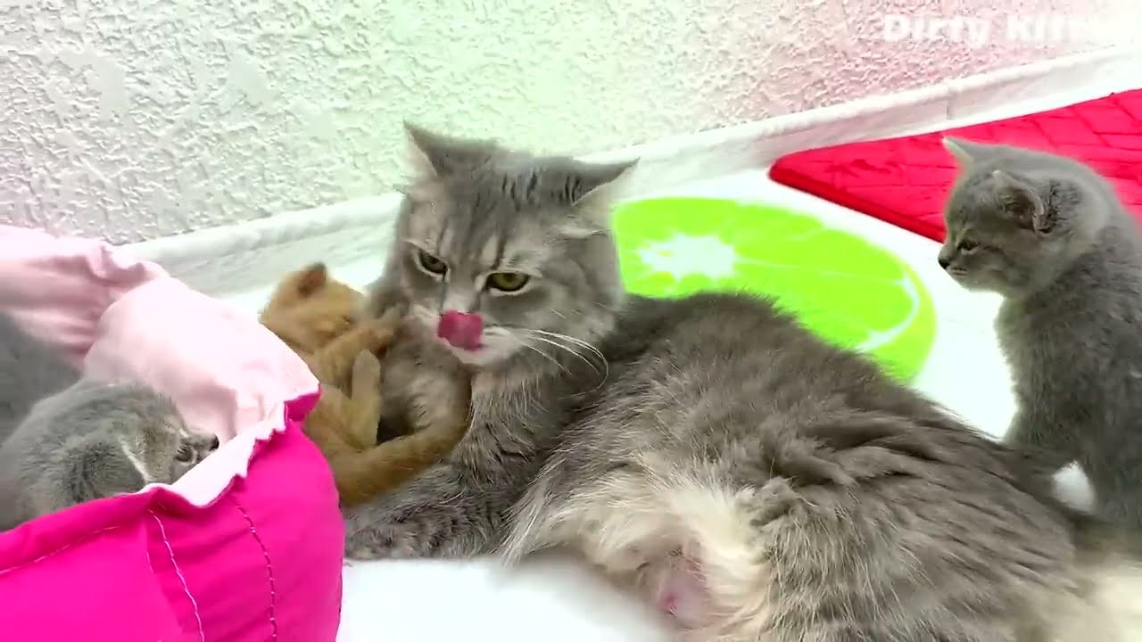Усыновлённый котёнок: «Ура, мама-кошка меня любит!»
