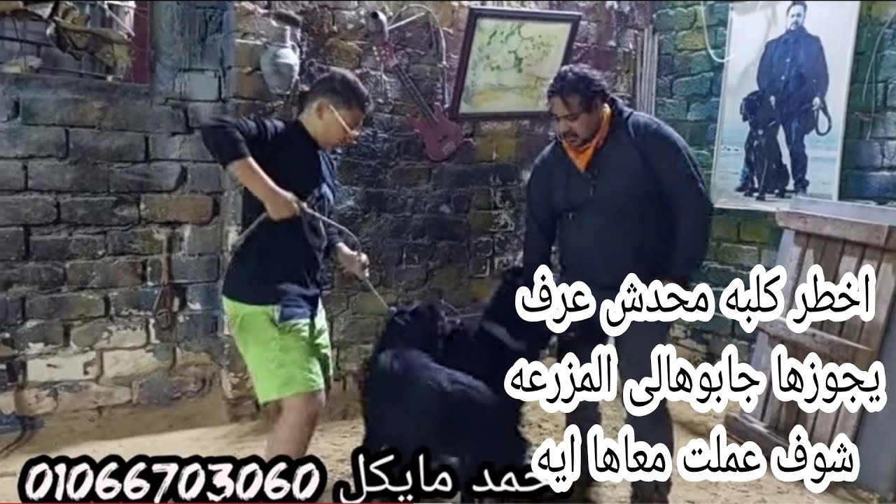 الكلبه بنجوزها عضت الكلب طب تتصرف ازاي مع احمد مايكل
