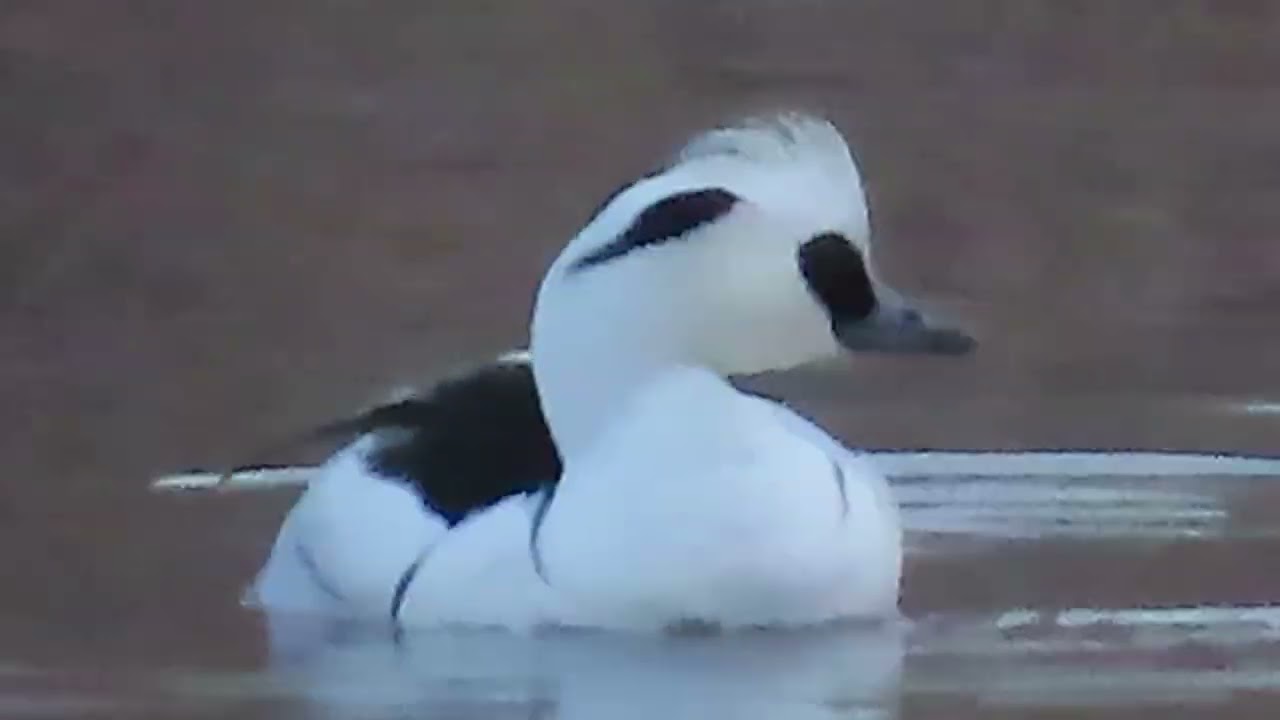 ミコアイサ_26_癒し_新横浜公園_Smew_4K