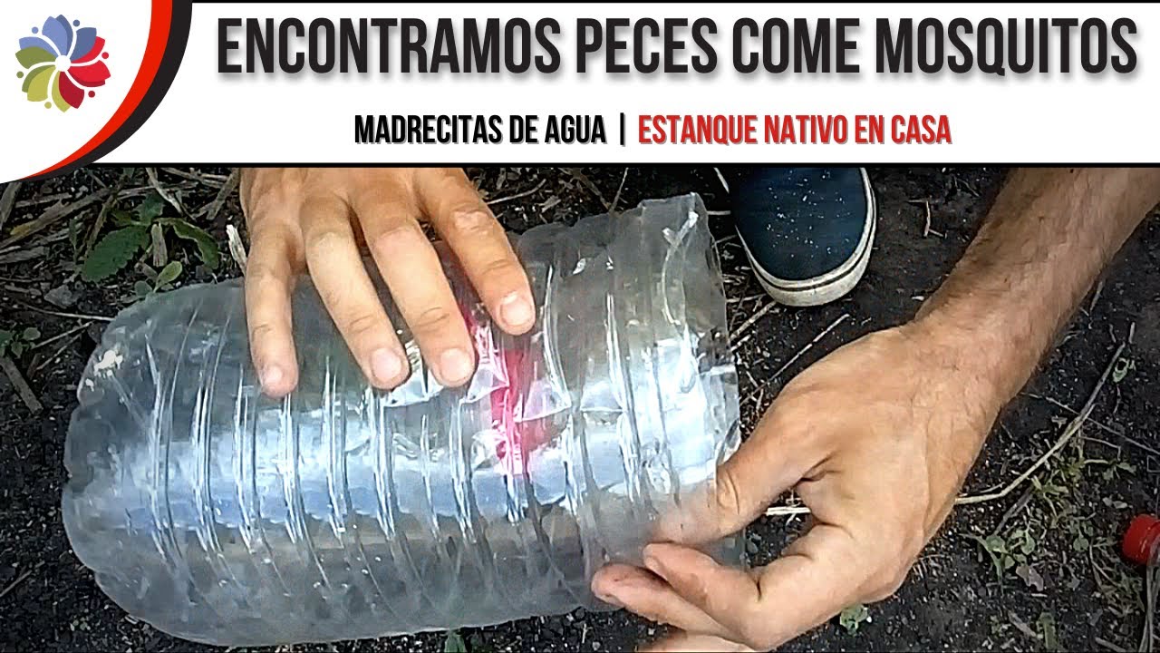 🐟 ¡PECES ANTI MOSQUITOS! | Control biológico de Zancudos + Trampa con Botellas