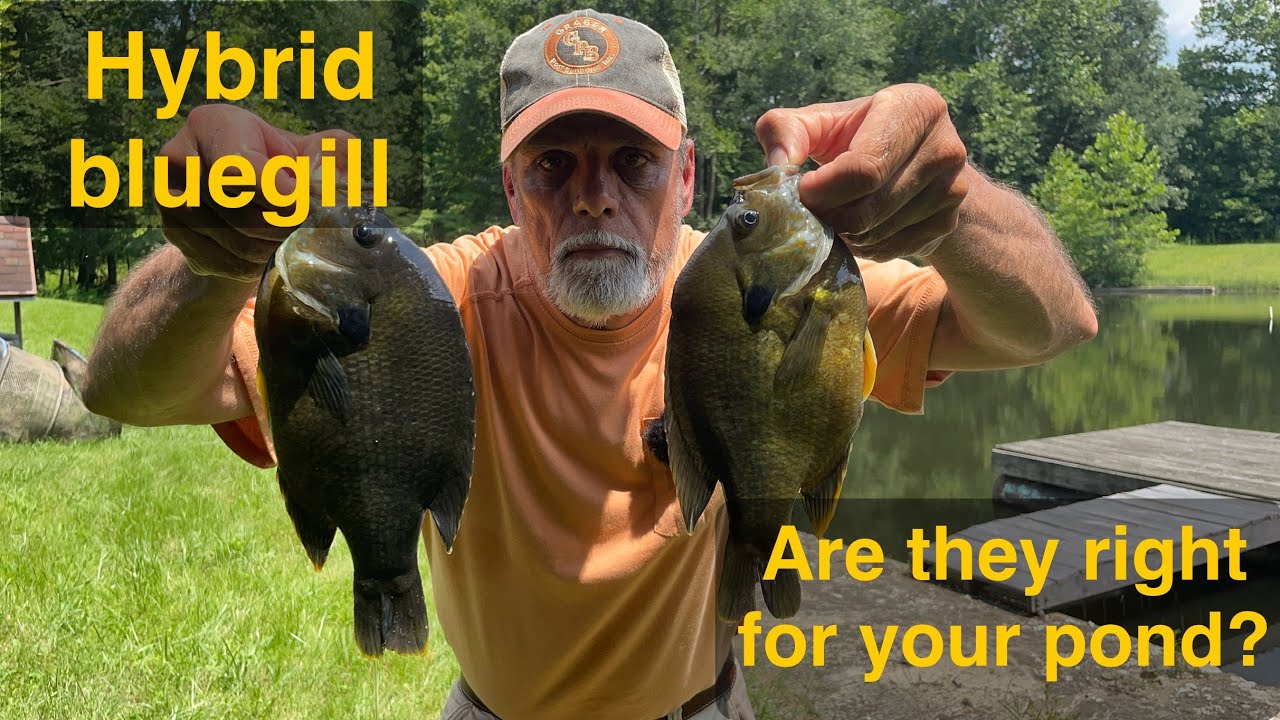 Hybrid bluegill fishing...should you stock these fish in your own pond??