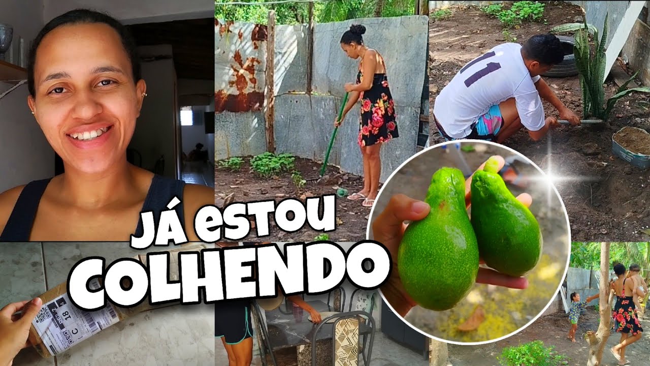 ROTINA COM O LAR, COLHI FRUTAS DO MEU QUINTAL 🥑🍌