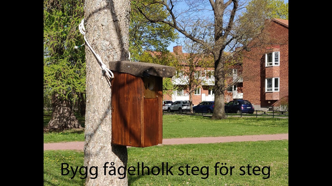 Bygg fågelholk steg för steg