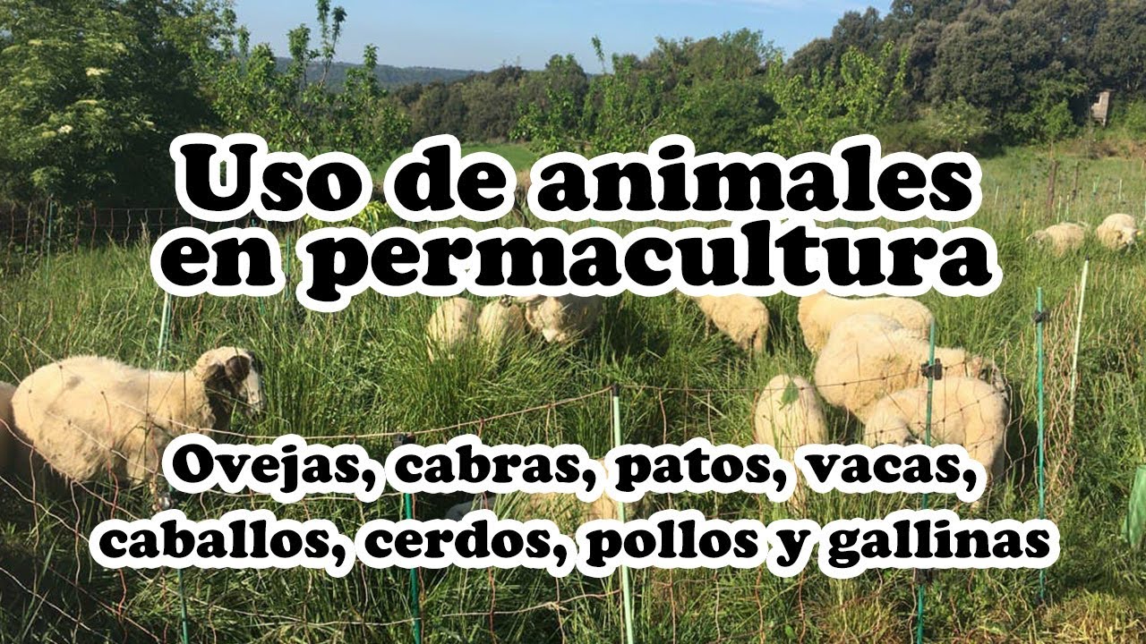 Animales en permacultura - Ovejas, vaca, pato, gallina, cabras, cerdos